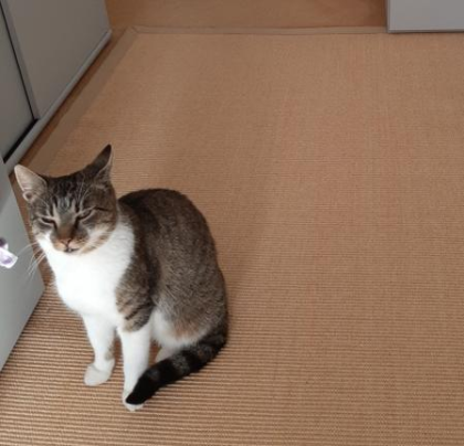 Junger, kastrierter Kater