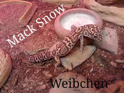 Leopardgecko Gruppe + Terrarium
