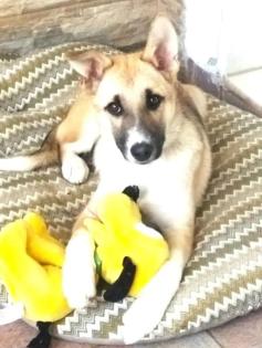 Lolita sucht ein passendes Zuhause