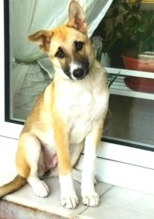 Lolita sucht ein passendes Zuhause
