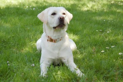 JUNA - Labrador Retriever reinrassig - 1 Jahr - Tierhilfe-Franken e.V.