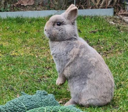 LEA - Zwergkaninchen sucht Anschluss - 5 Jahre - Tierhilfe-Franken e.V.