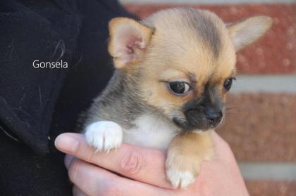 Chihuahua-Hündinnen suchen das weltbeste Zuhause