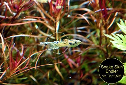 Guppy Mixe (Versand/ Abholung)