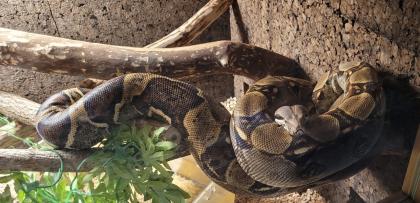 Boa Constrictor Imperator Weibchen, geb. 2024