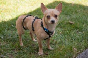 MADITA - weiblich  10 Monate  23 cm  3.5 kg  Chihuahua  Gechipt