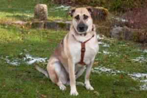 TOPAZ- männlich 4 Jahre 58 cm 38 kg Mix Gechipt Kastriert