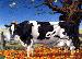 Colostrum Kapseln