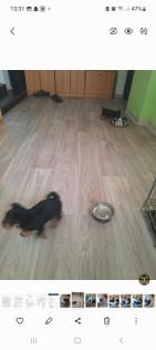 Yorkshire terrier kleinbleibend