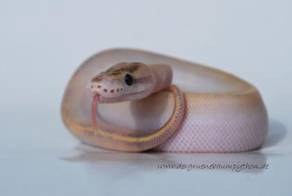 Python regius / Königspython ENZ2021 - diverse Farbmorphen