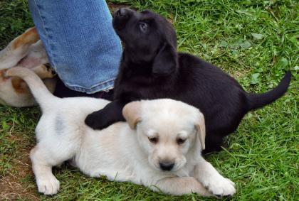 Süsse Labrador Welpen