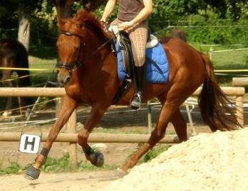 Biete Reitbeteiligung!