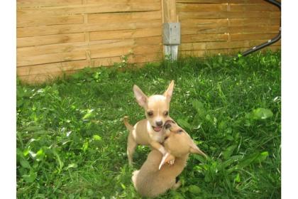  Kurzhaar Chihuahua mit Stammbaum aus Österreich 