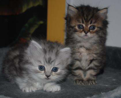 Kitten zu vergeben