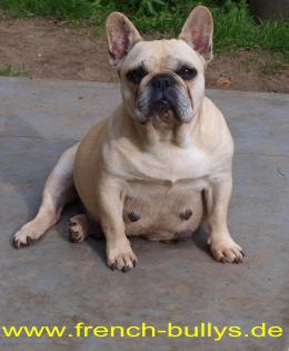 Französisch Bulldog Zucht präsentiert 5 Farben in einem Wurf!!!