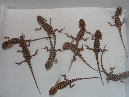 Rote Bartagamen aus einer Blood-Blood Verpaarung