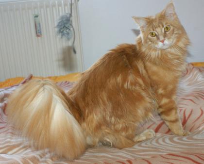 Prachtvoller 9. Monate alter roter Maine Coon Kater umständehalber abzugeben    