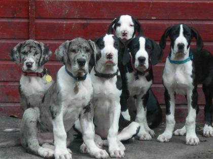 4 Doggen-Welpen  zu verkaufen!