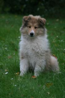 Colliewelpen,VDH-Pap.