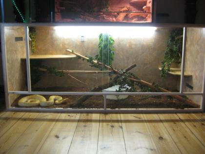 Verkaufe mein Tigerpython Paar mit XXL Terrarium albino+wildtyp