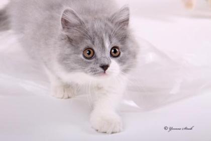 Highlander Kitten