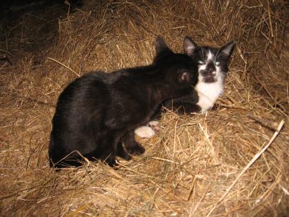 2 Katzenbabys zu verschenken!