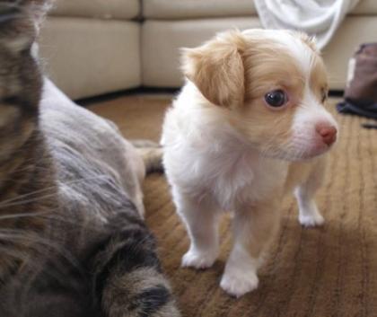 Chihuahua Welpen 