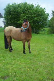 Biete Reitbeteiligung an Araber-Mix in Herdecke (Grenze Dortmund)