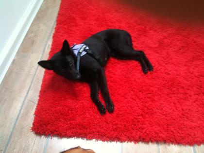 Schwarze Schäfer-Labrador Hündin (4 Monate)