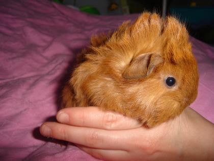 Kleine Meerschweinchen