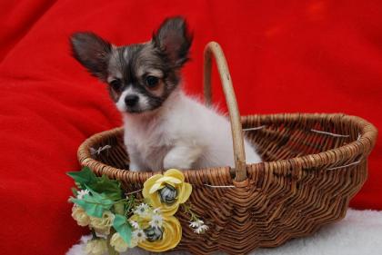 Wunderschöne Chihuahua Welpen