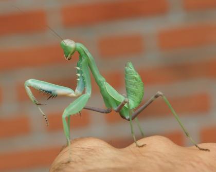 Sphodromantis viridis