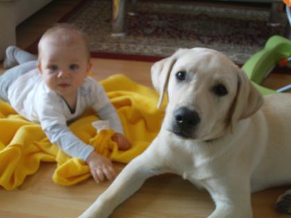 Labrador rüde 