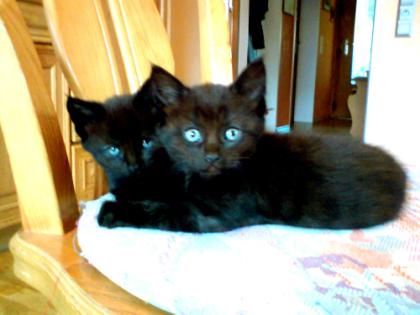 Main Coon Mix Kitten abzugeben!!