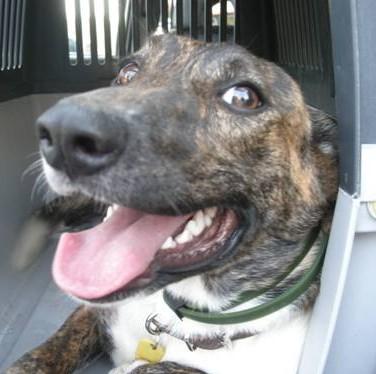 Orestes - er hat sich vom scheuen Hundejungen zum fröhlichen Sonnenschein entwic