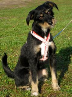 Kiki ( ca. 2 Jahre )