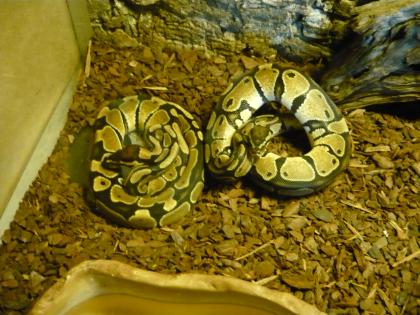Königspython  het. Albino Zuchtgruppe!!!!!!!