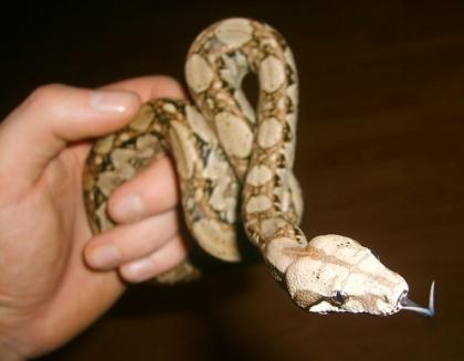Boa Constrictor Imperator (Belize) extrem kleinbleibende Art (130 bis 160cm) in 