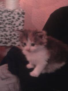 Süße Main Coon Kitten preiswert abzugeben....