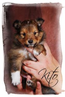 1 Sheltiewelpe    Papiere VDH / CfbrH  