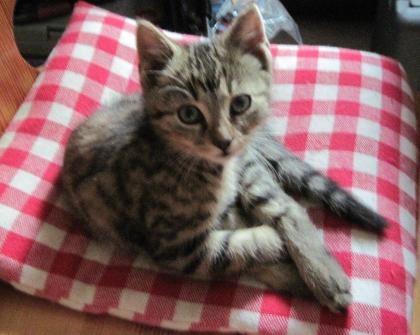 Augustkaterchen sucht ein Zuhause