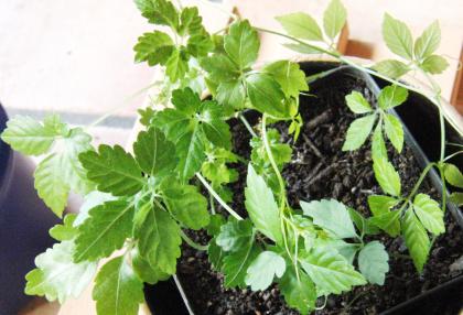 Pflanzen Jiaogulan Kraut der Unsterblichkeit günstig abzugeben
