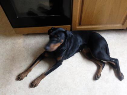 Dobermann Hündin, reinrassig  ohne Papiere , 1 Jahr alt