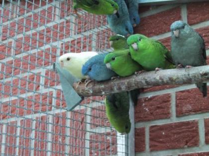 Katharinasittiche abzugeben