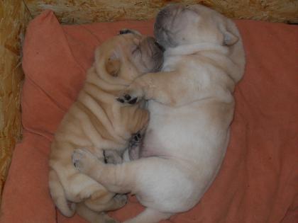 Shar Pei Welpen 