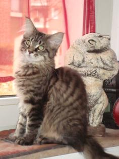 2 typvolle Maine Coon Kitten suchen liebevolles neues Zuhause