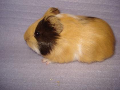 8 kleine Glatthaar Meerschweinchen