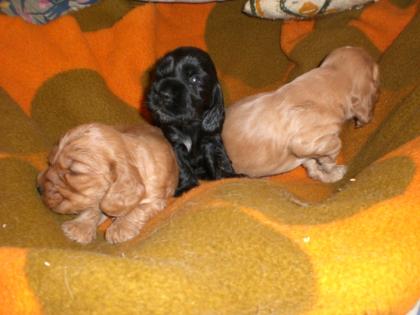 ENGLISH-COCKER-SPANIEL   aus liebevoller Hausaufzucht
