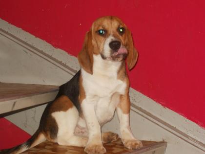 Beagle Rüde 16 Wochen