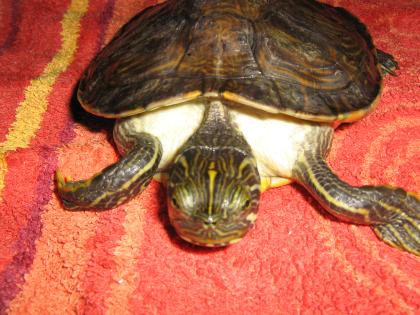 Gut gepfelgte und ernährte Schmuckschildkröten abzugeben!